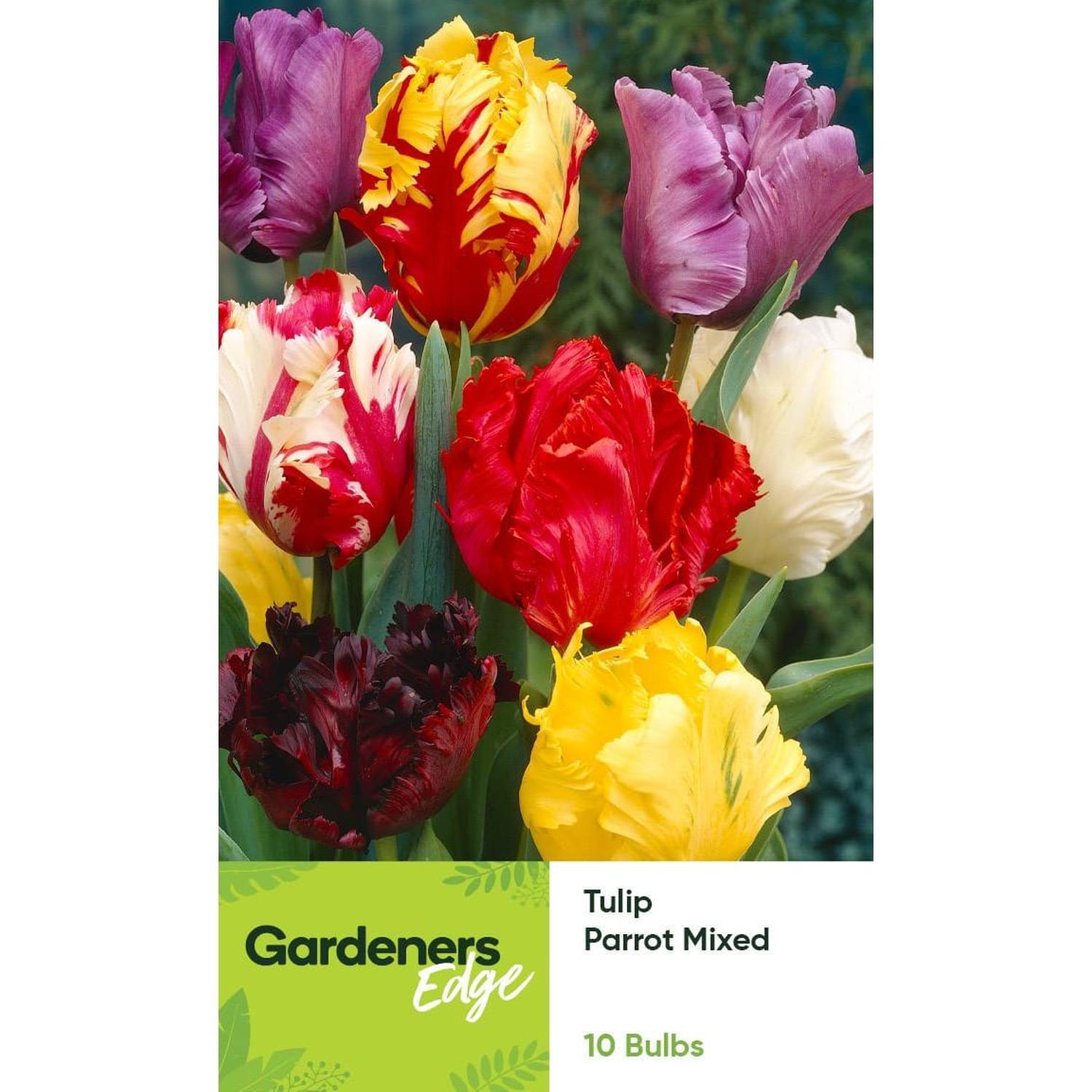 Tulip Parrot Mixed 10 pack