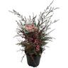 Leptospermum Huia
