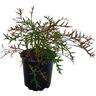 Grevillea Bronze Rambler