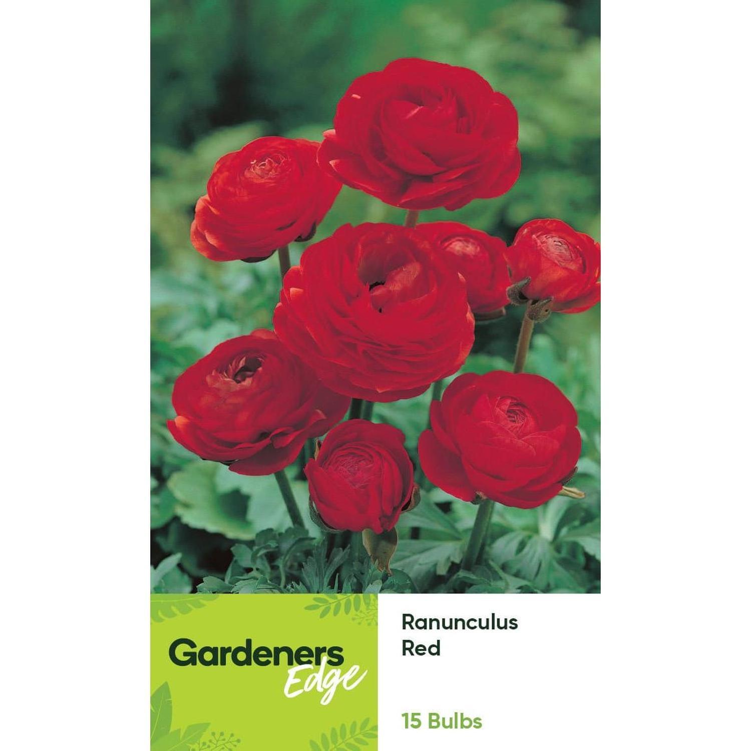 Ranunculus Red 15 pack