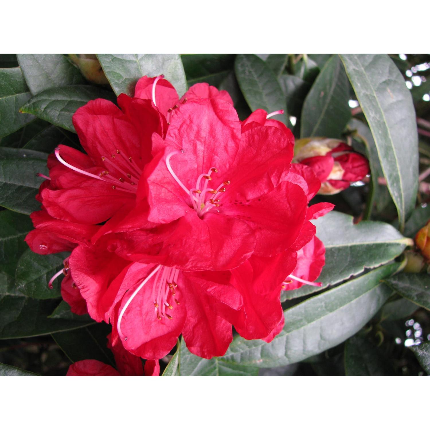 Rhododendron Bibiani