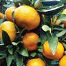 Mandarin Miyagawa Wase