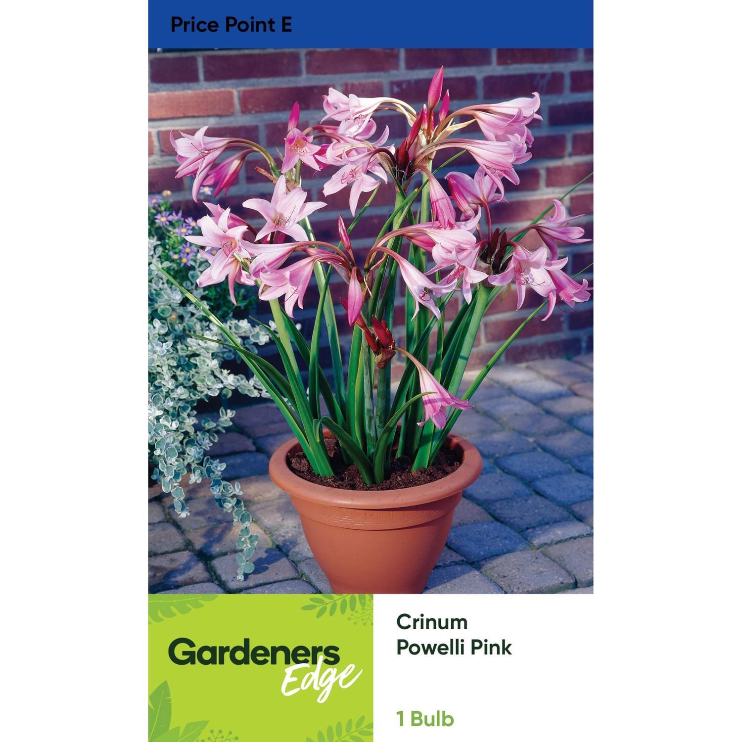 Crinum Powelli Pink Pack of 1