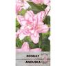 Lily Oriental Roselily Anouska  Pack of 1