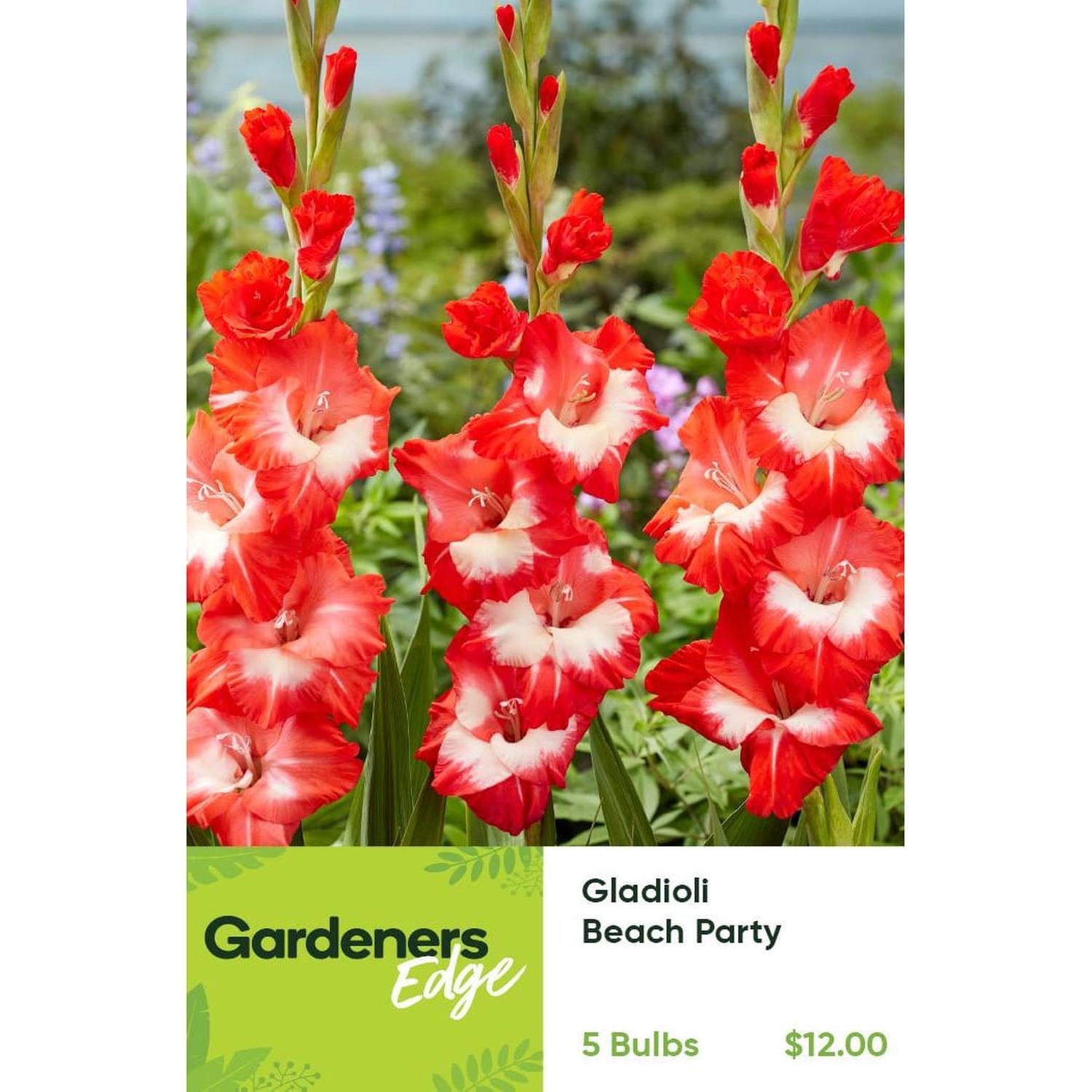 Gladioli Beach Party Pack of 5