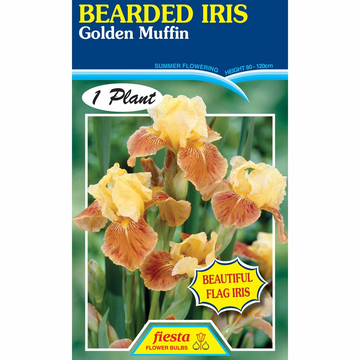 Bearded Iris