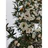 Leptospermum Wiri Linda