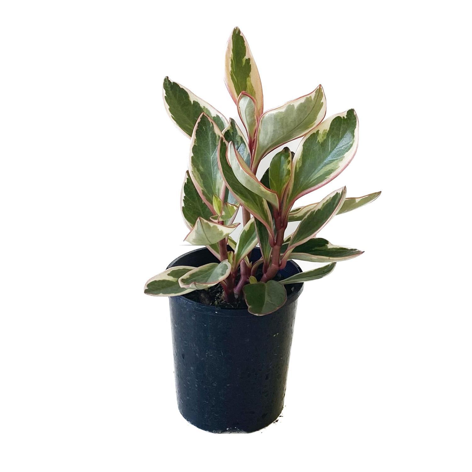 Peperomia Tricolour 12cm