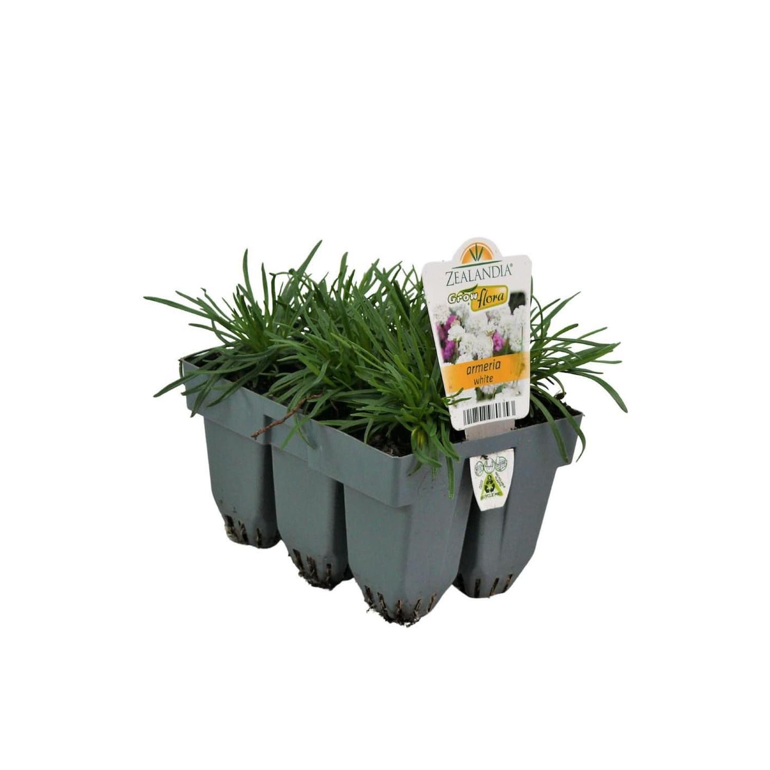 Armeria White