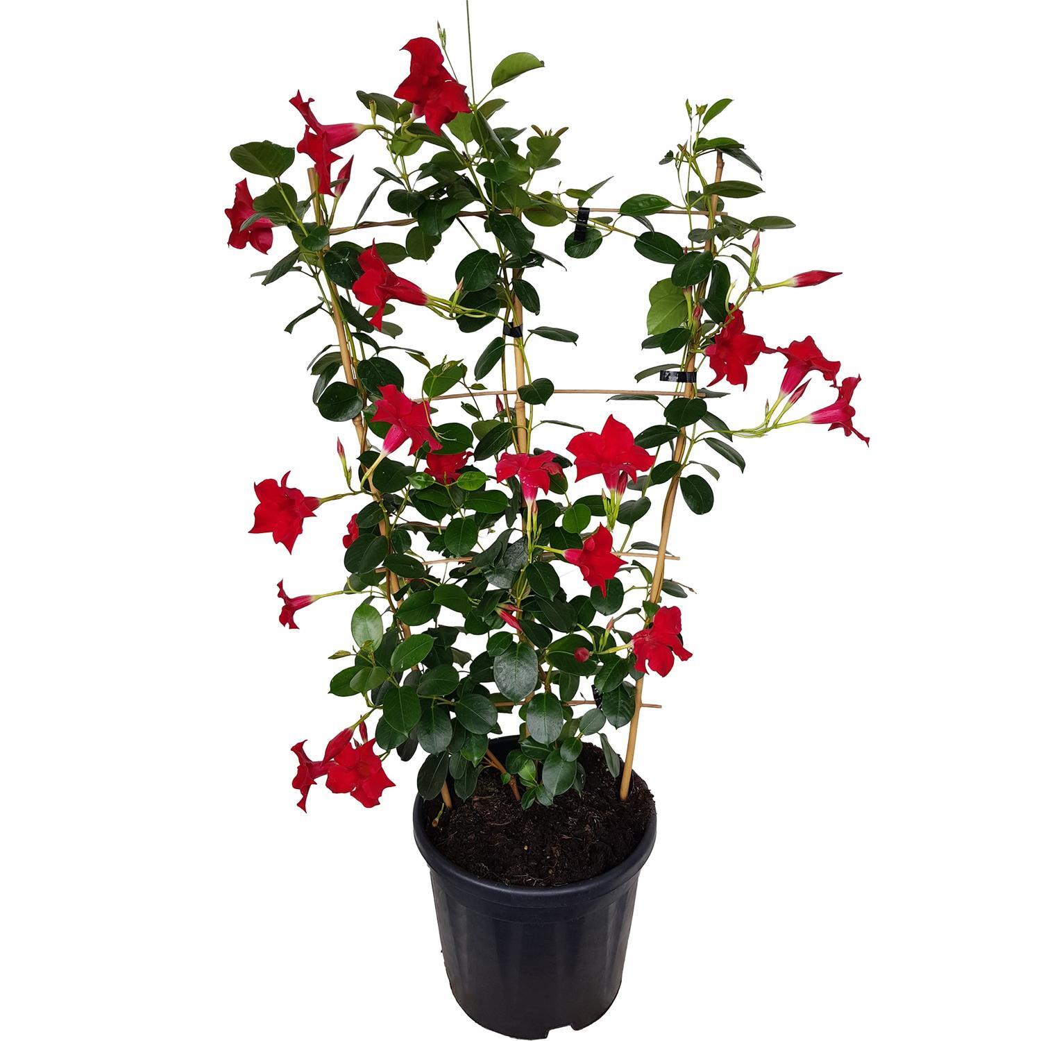 Mandevilla Lannes