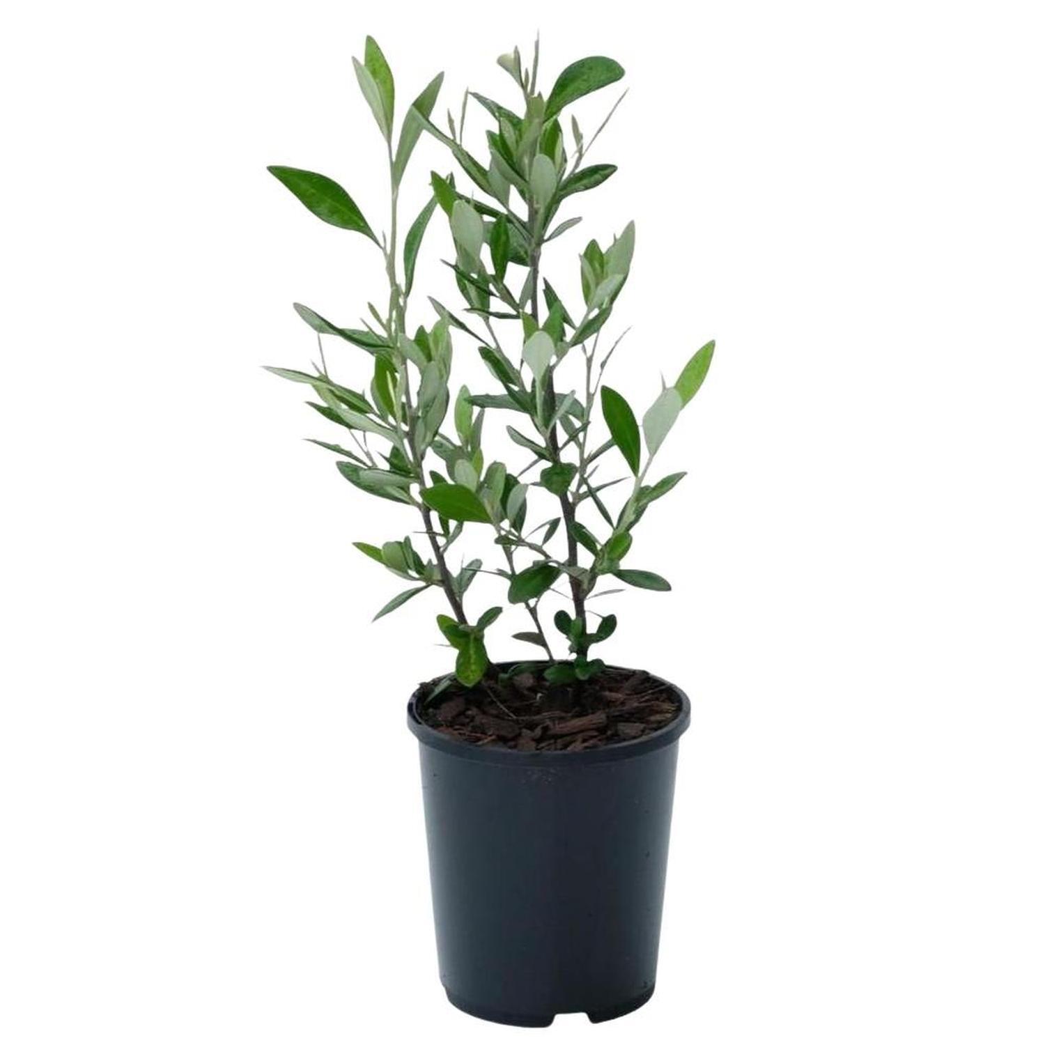 Corokia Geentys Green  1.5L  Green