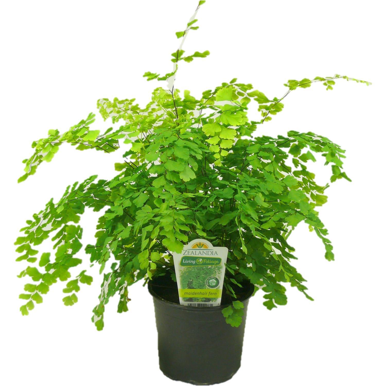 Adiantum 'Maidenhair Fern' 12cm