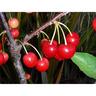 Cherry Stella