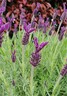 Lavender Helmsdale