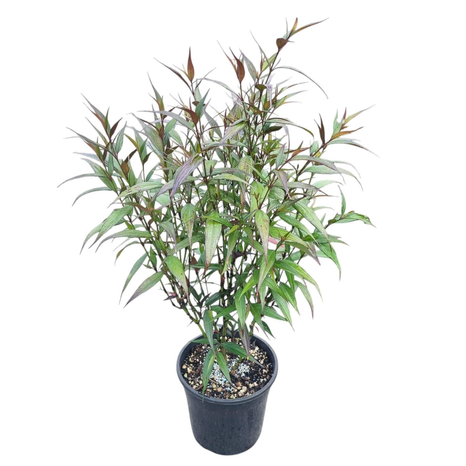 Strobilanthes Anisophyllus 4L