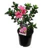 Azalea Autumn Empress
