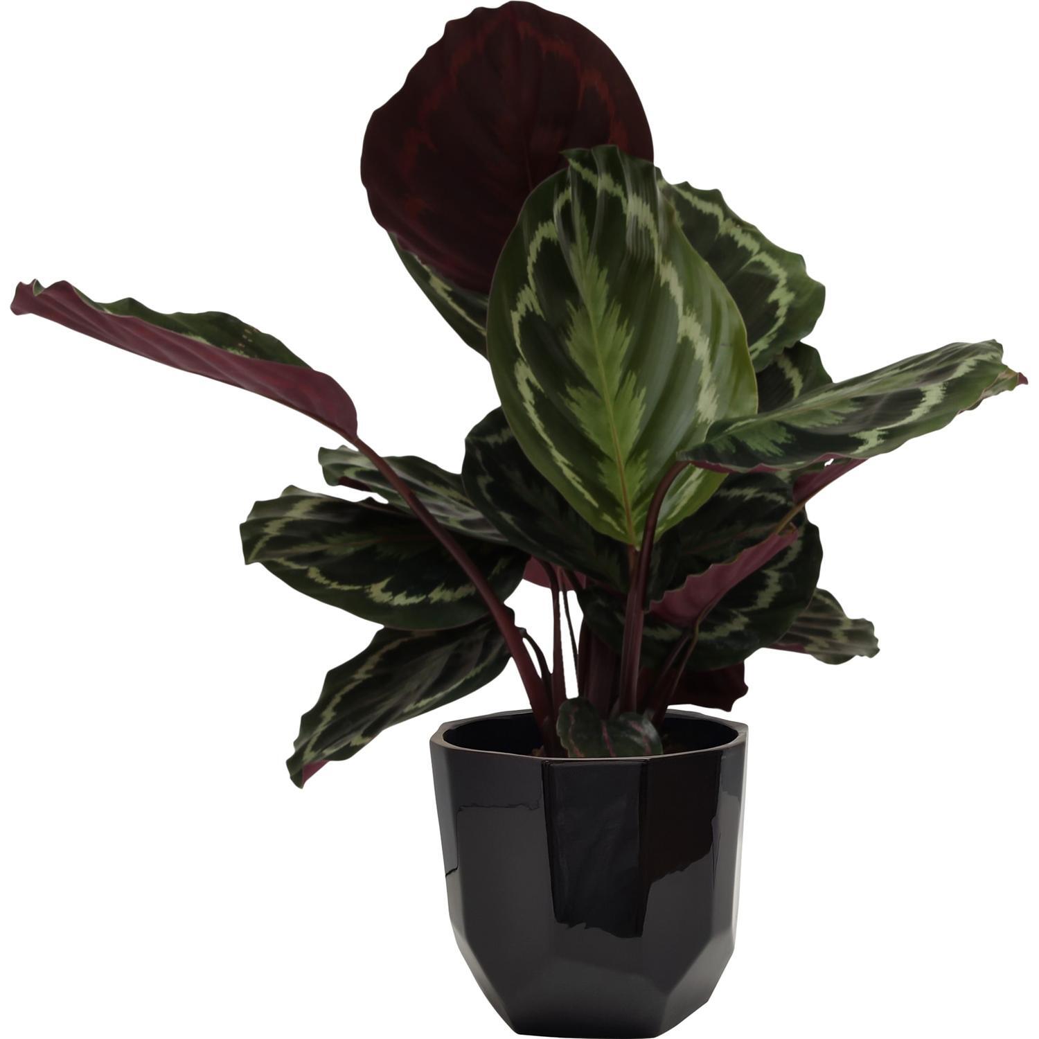 Calathea 'Medallion' in Ceramic Pot