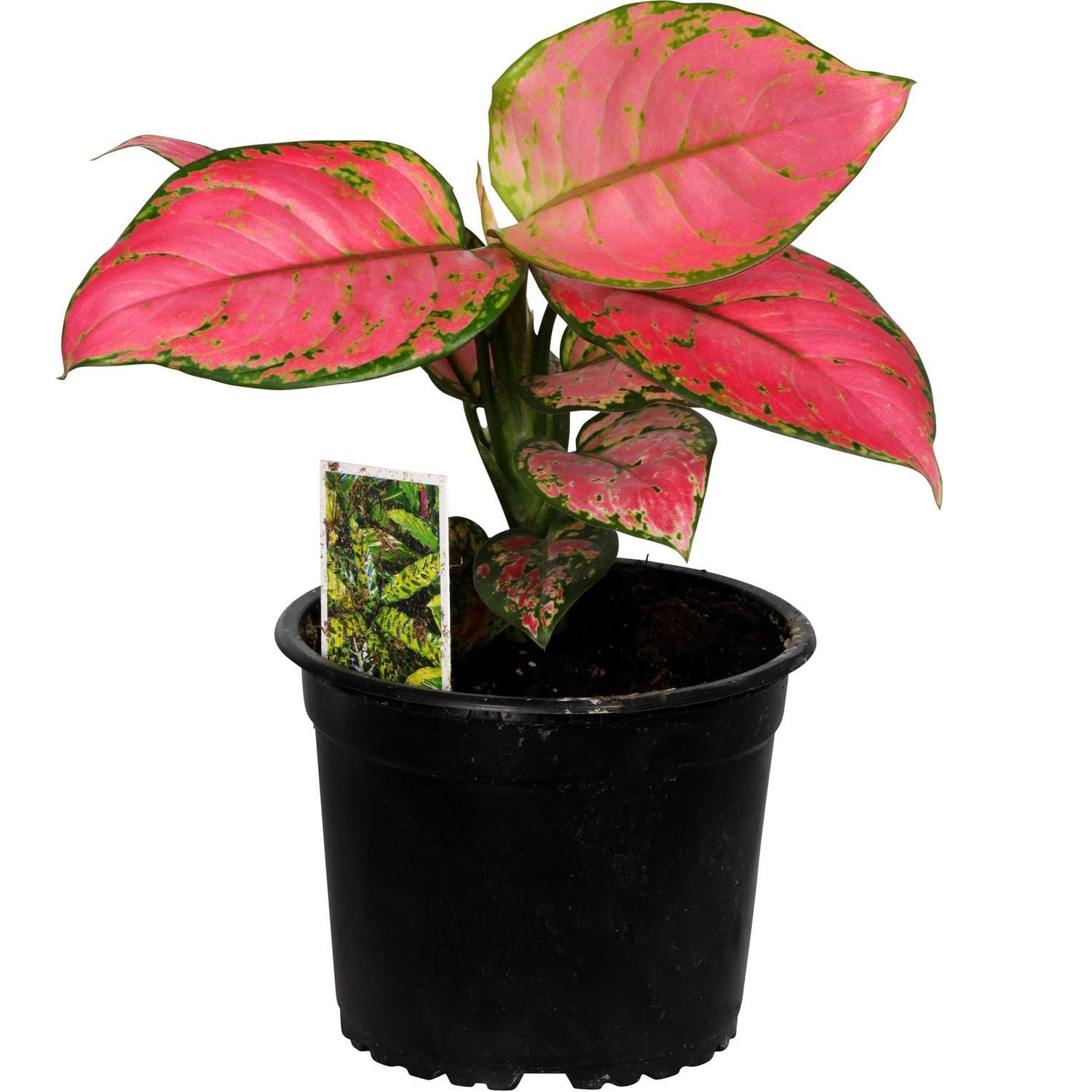 Aglaonema Red Valentine