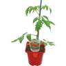 Grafted Tomato Beefsteak