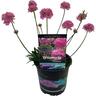 Armeria Day Dream