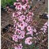 Leptospermum 'Tea Tree' Blossom 4L