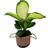 Dieffenbachia in Ceramic Pot