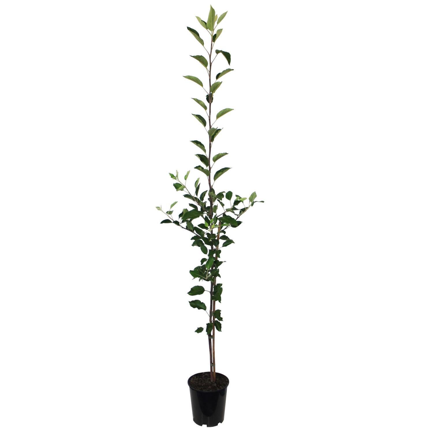 Apple Semi-Dwarf 'Cox's Orange Pippin' 4.7 litre