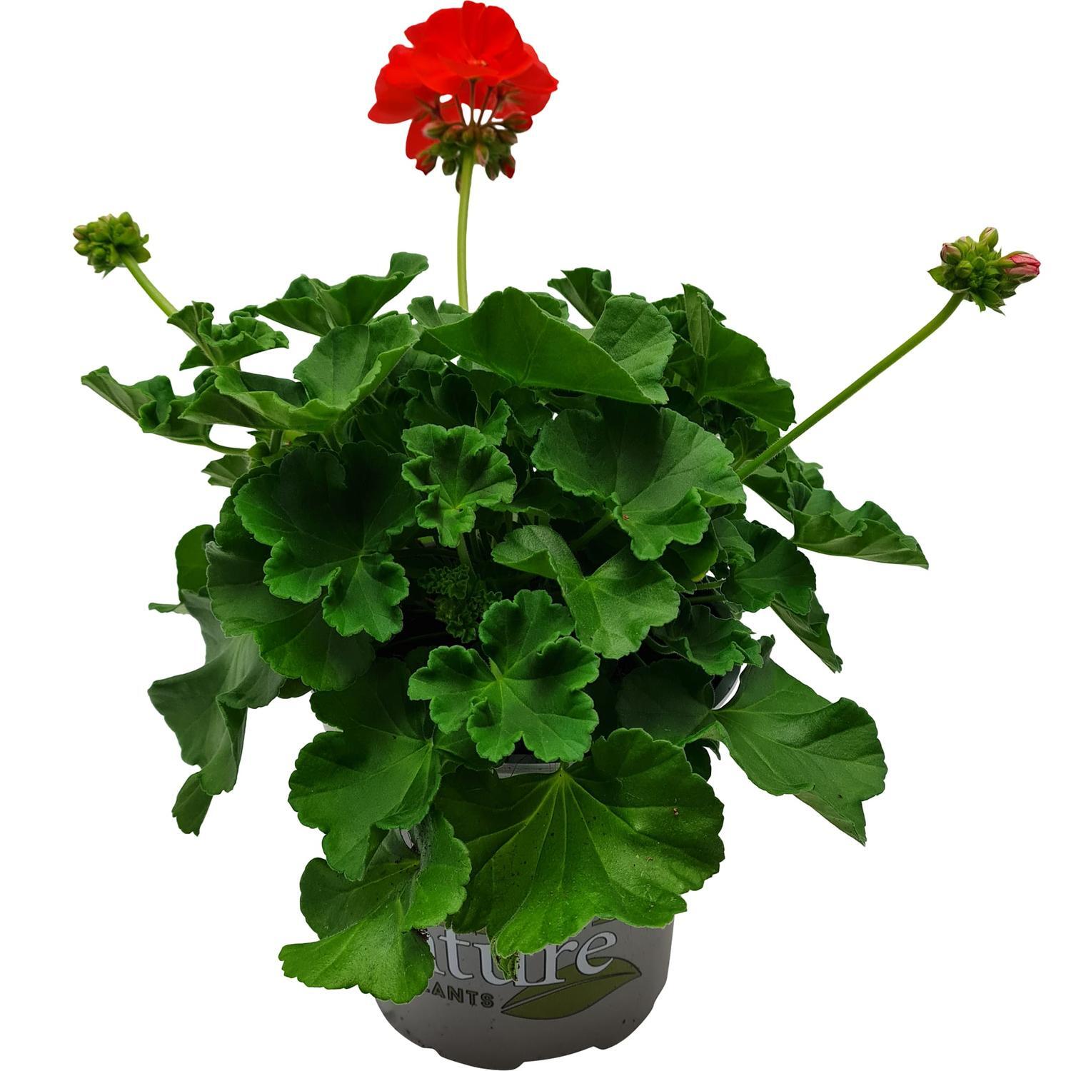 Pelargonium Summer Idols
