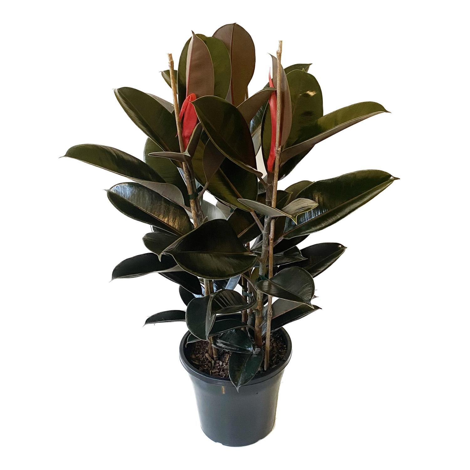Ficus Black Knight 25cm