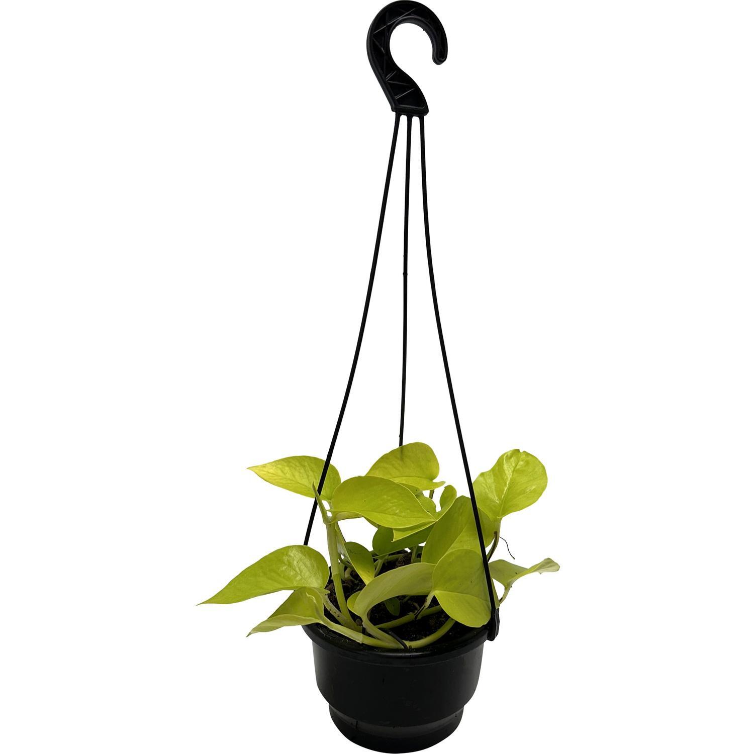 Epipremnum Golden Neon 13cm