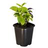 Basil Gourmet Blend