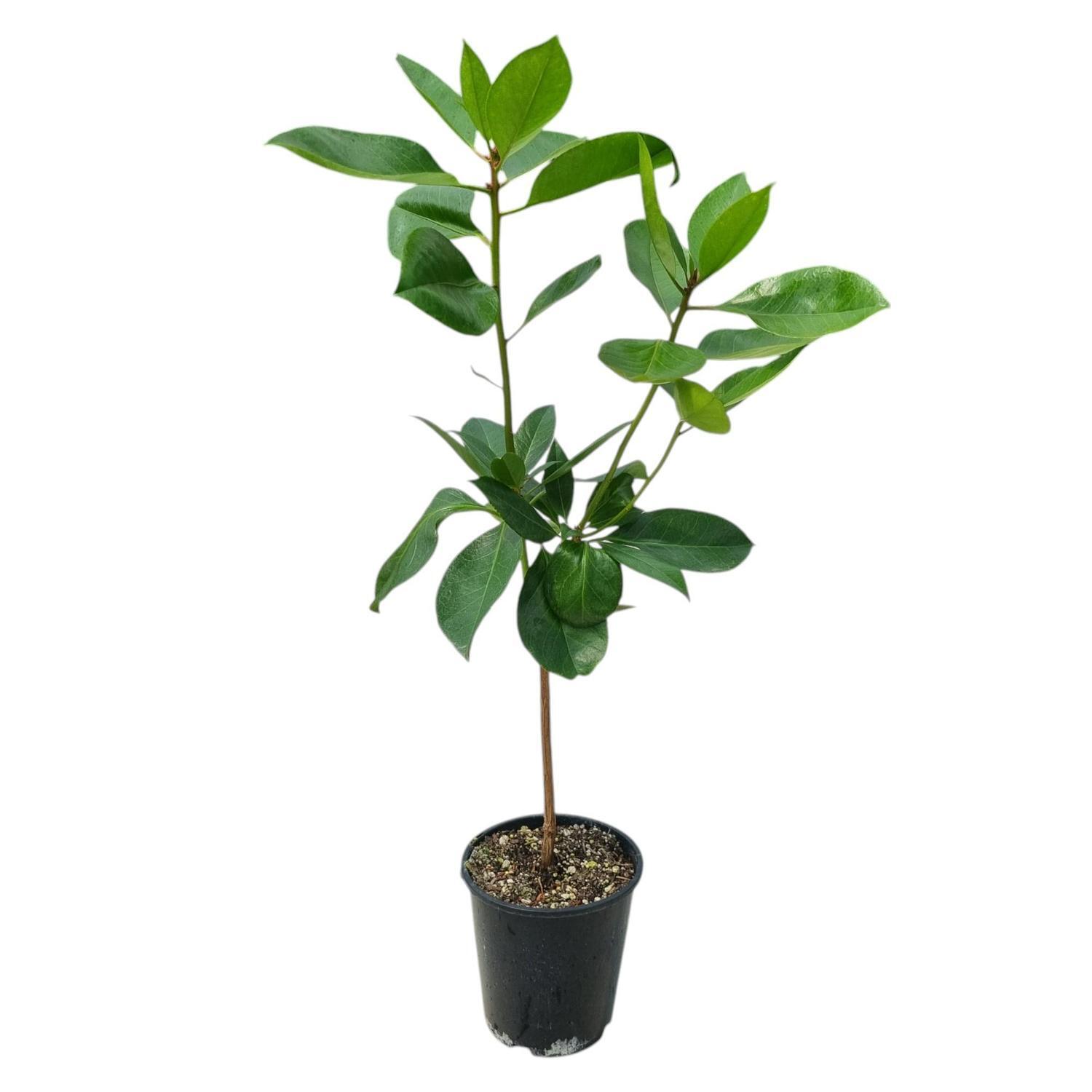 Vireya Java Light 3.3L