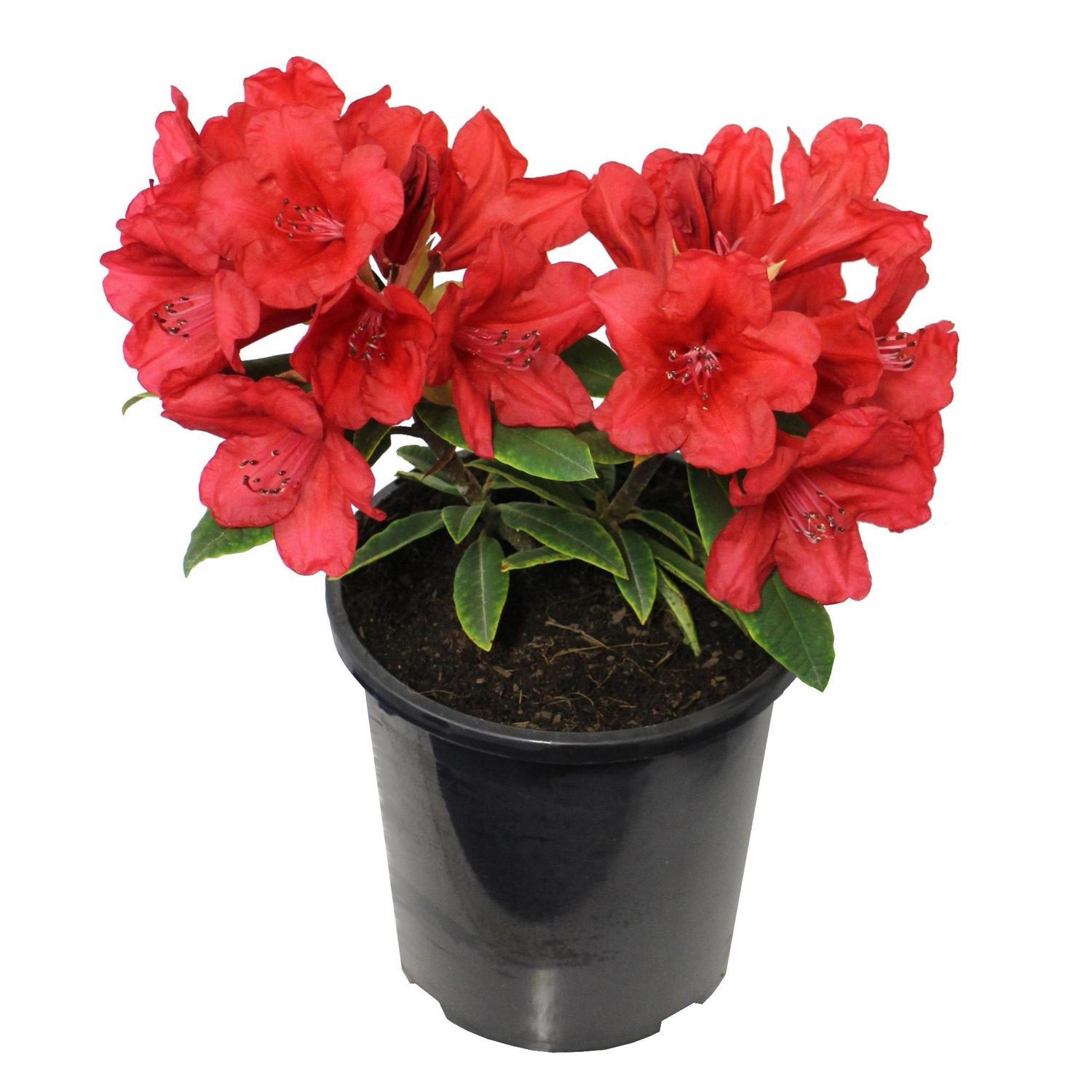 Rhododendron Betsie Balcom