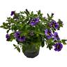 Calibrochoa Tik Toks 13cm