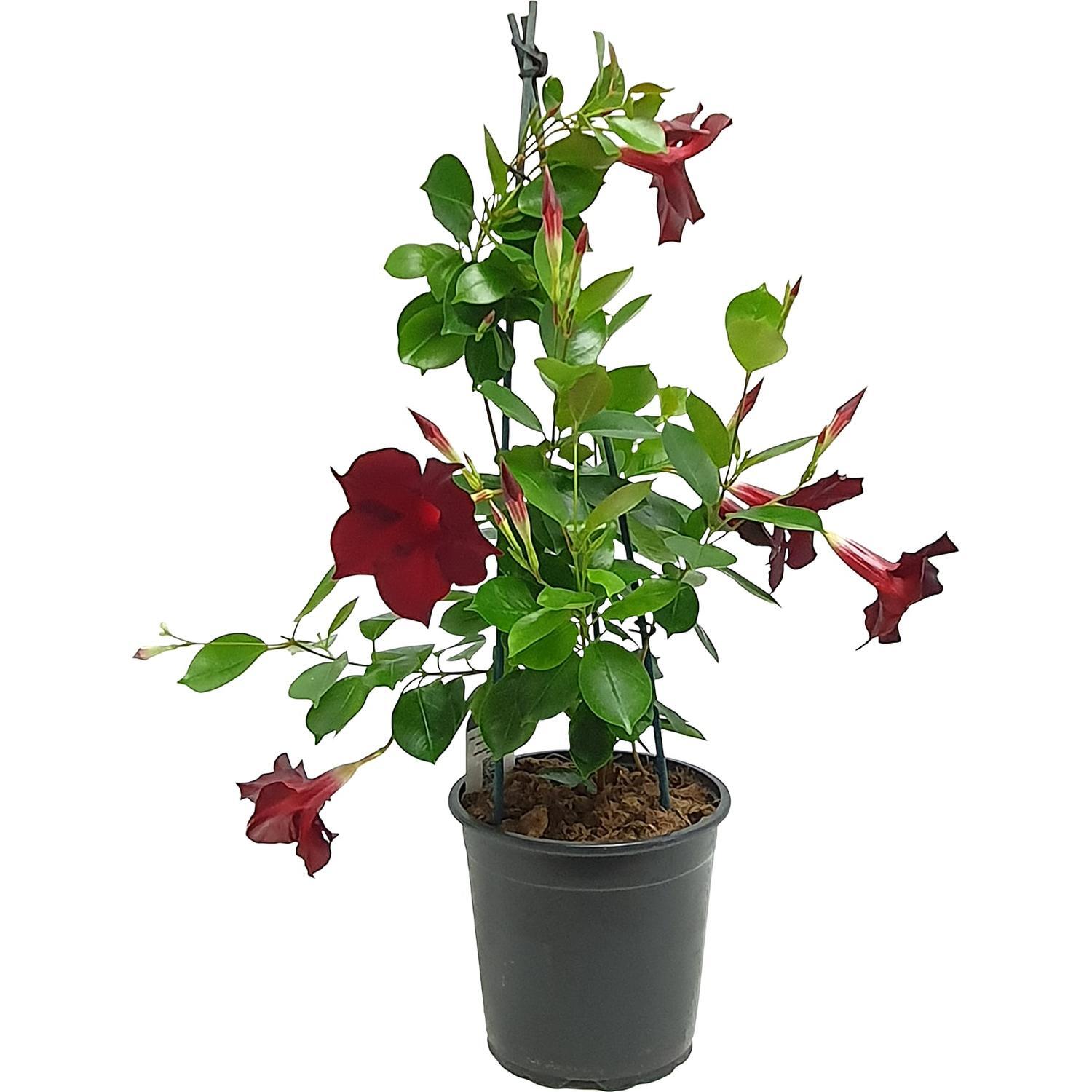 Mandevilla Lannes