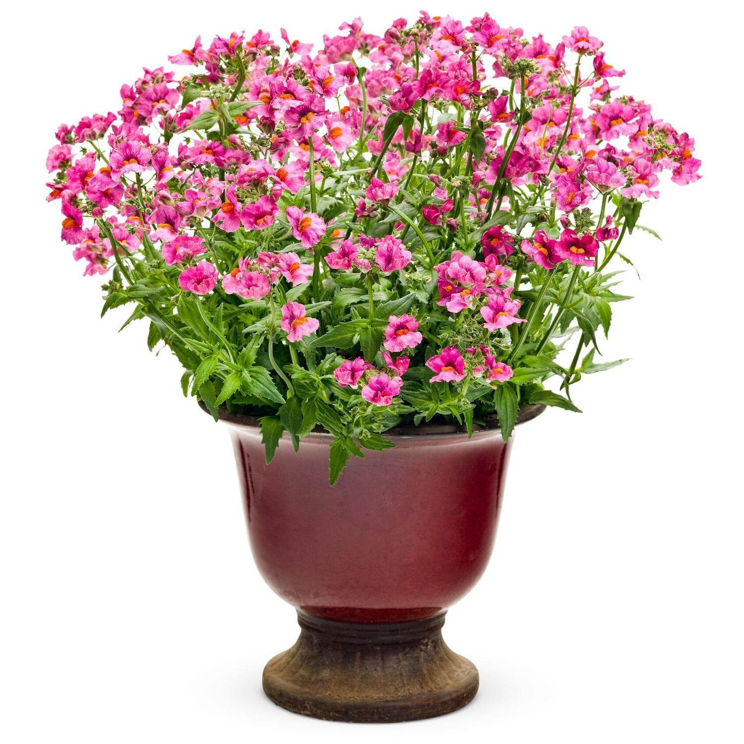 Nemesia Raspberry