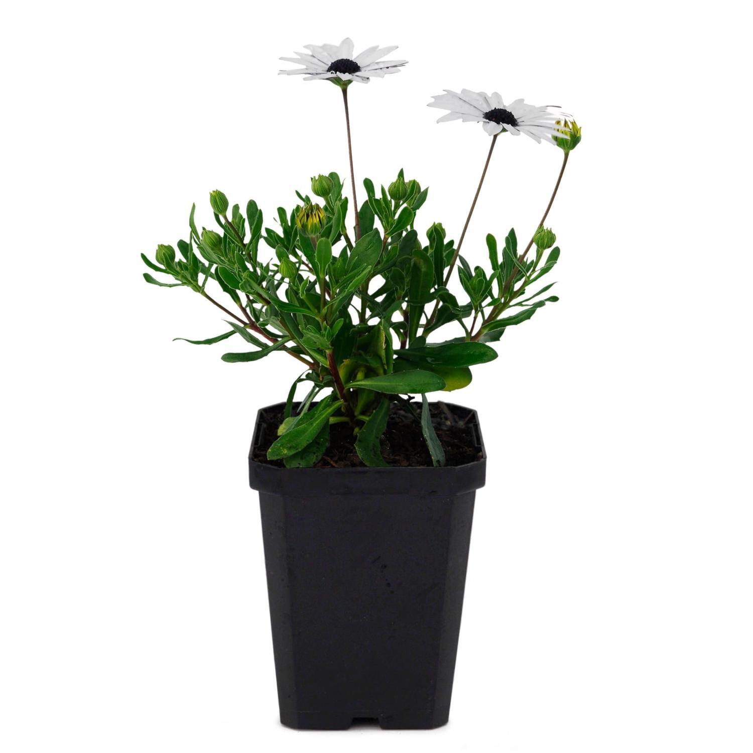 Osteospermum Cobolt Ice