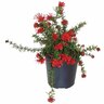 Grevillea New Blood
