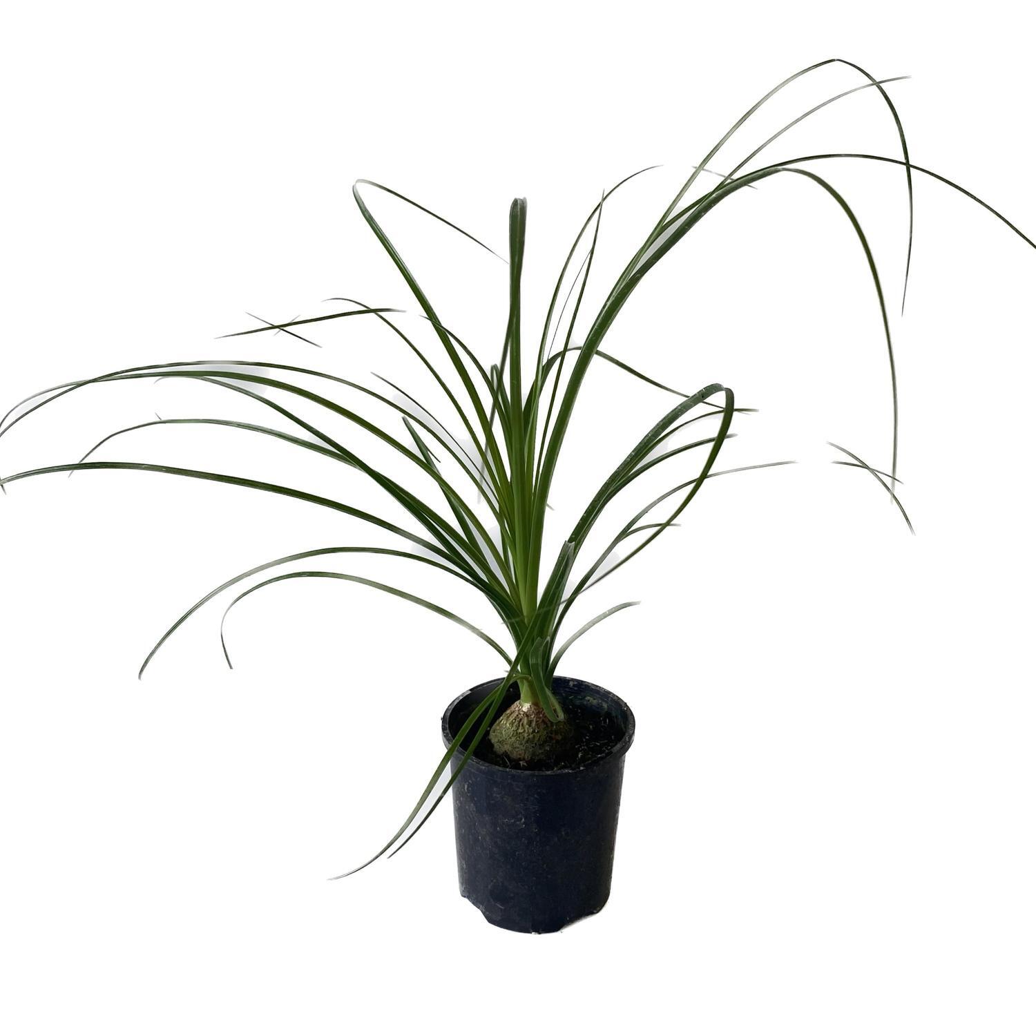 Ponytail Palm 10cm
