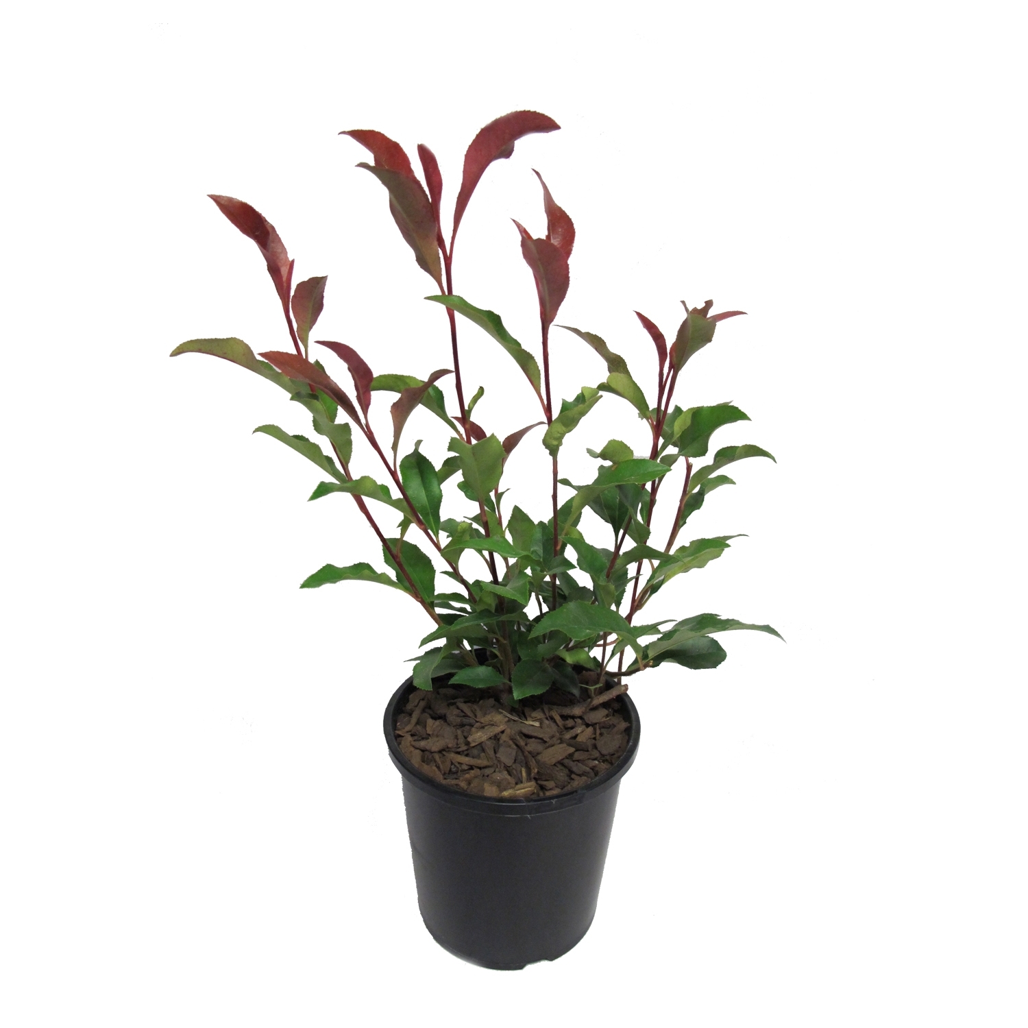 Photinia Supa Red