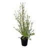Pittosporum Silver Sheen 2L