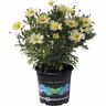 Federation Daisy Butterball 14cm