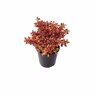 Coprosma Inferno