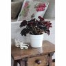 Begonia Rex Little Devils