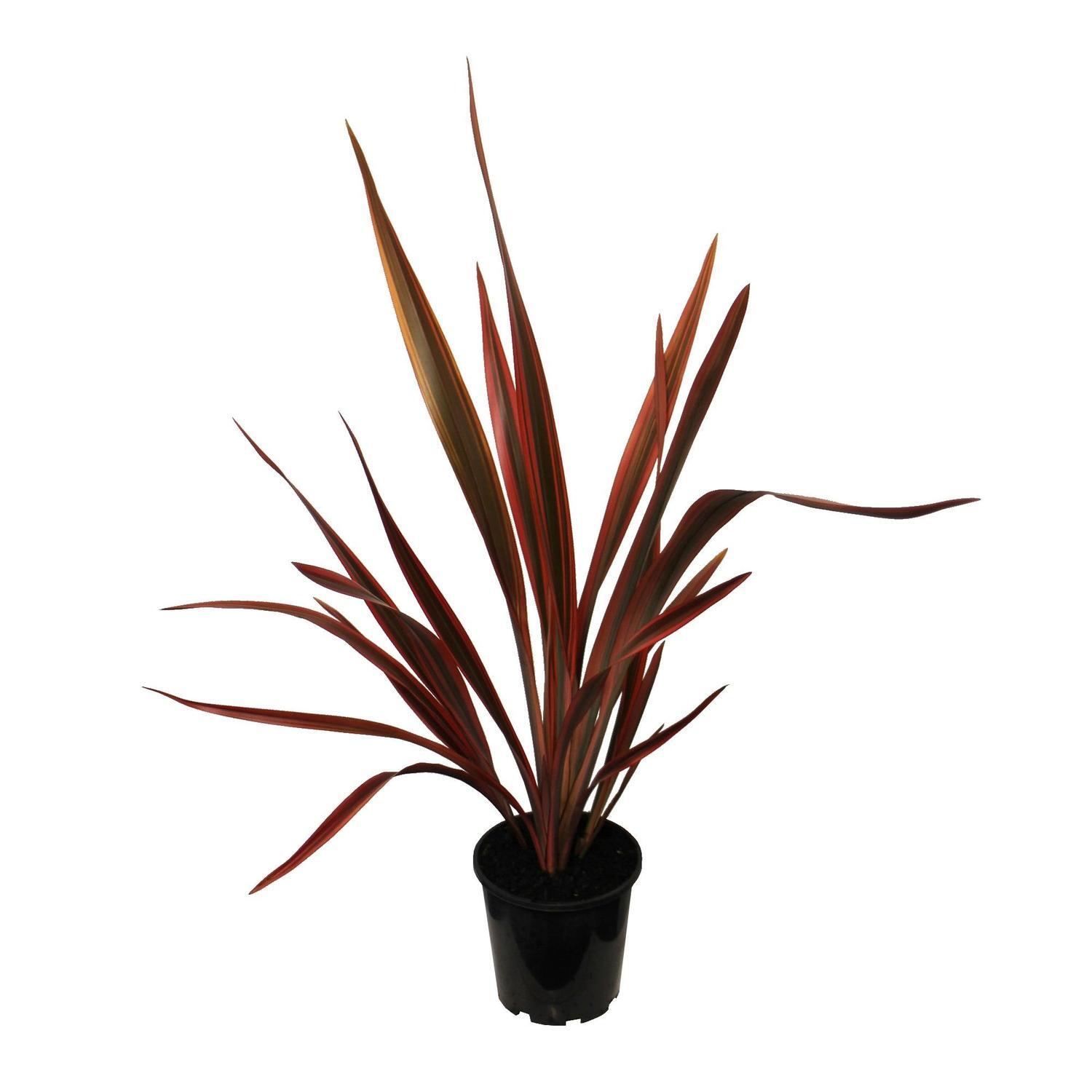 Phormium Firebird