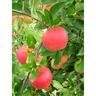 Apple Dwarf Inital