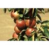 Apple Ballerina Waltz