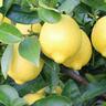 Lime Bearss Dwarf