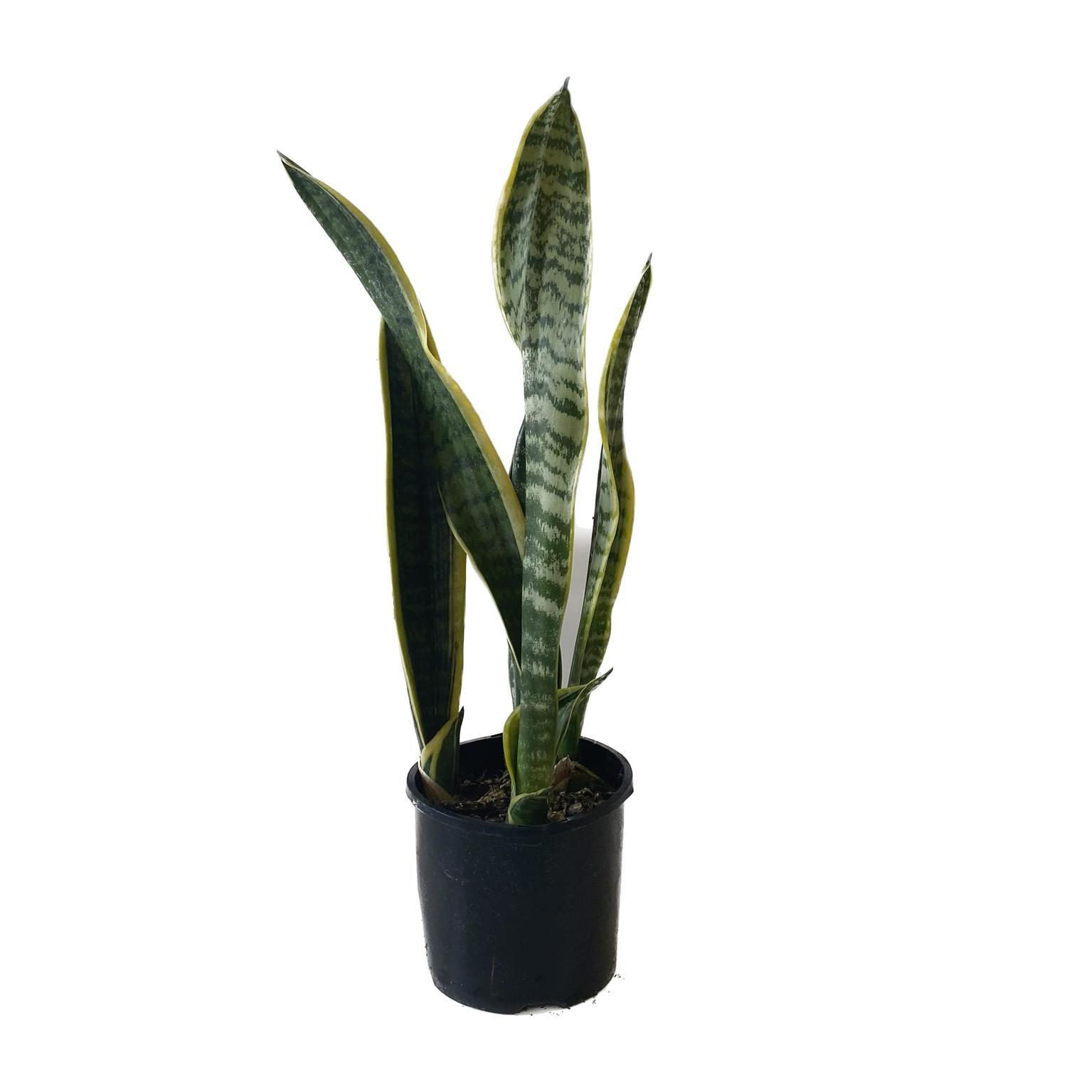 Sansevieria 'Snake Plant' Laurentii  14cm