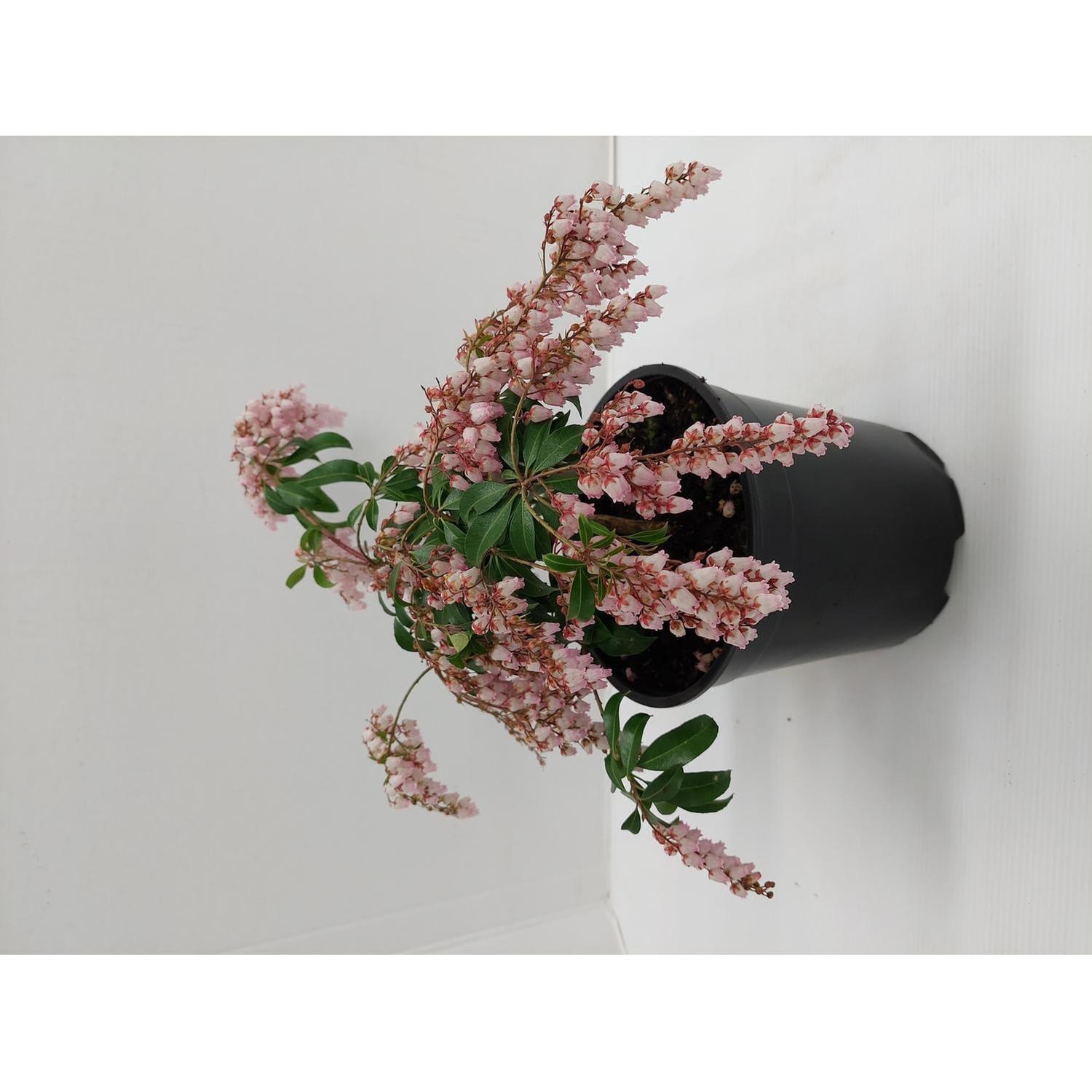 Pieris Christmas Cheer